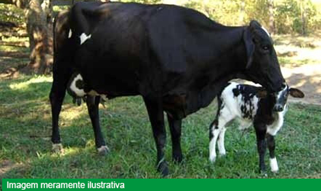 ustiça do Trabalho do Piauí vai leiloar carros, casa, terrenos e até vacas paridas.