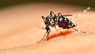 Mosquito transmissor da dengue.