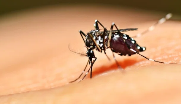 Sesapi faz alerta sobre aumento dos casos de dengue na pandemia