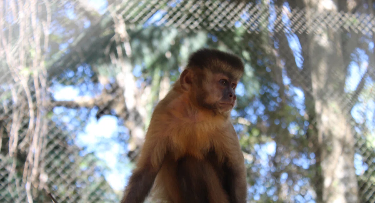 Macaco Chico, no BioParque Zoobotânico