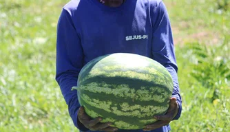 Internos colhem oito toneladas de melancia