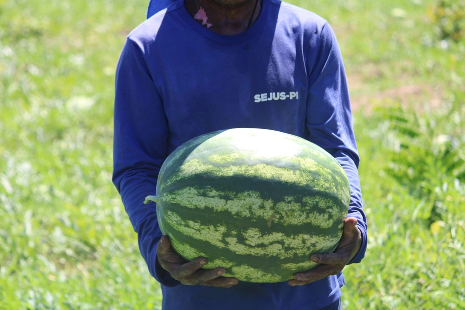 Internos colhem oito toneladas de melancia