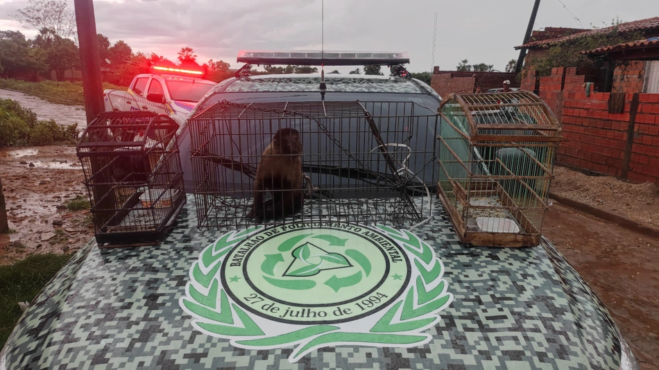 Polícia Militar recupera animais Silvestres em situação de cativeiro
