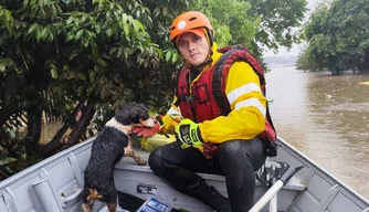 Bombeiros do Piauí ajudam a resgatar mais de 30 animais no Rio Grande do Sul