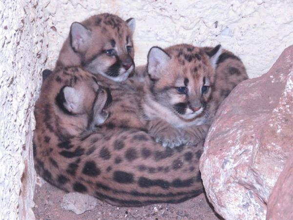 Nascem no Parque Zoobotânico de Teresina três filhotes de Suçuarana (Imagem:Reprodução)