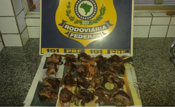 20 aves silvestre abatidas.(Imagem:Divulga&ccedil;&atilde;o)