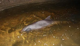 Golfinho resgatado