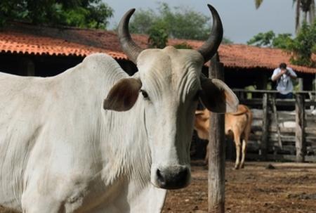 mais de um milhão de animais bovinos e bubalinos serão vacinados no Piauí.