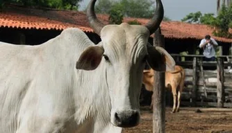 mais de um milhão de animais bovinos e bubalinos serão vacinados no Piauí.