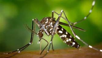Aedes Aegypti é o agente transmissor da Chikungunya, Dengue e Zika