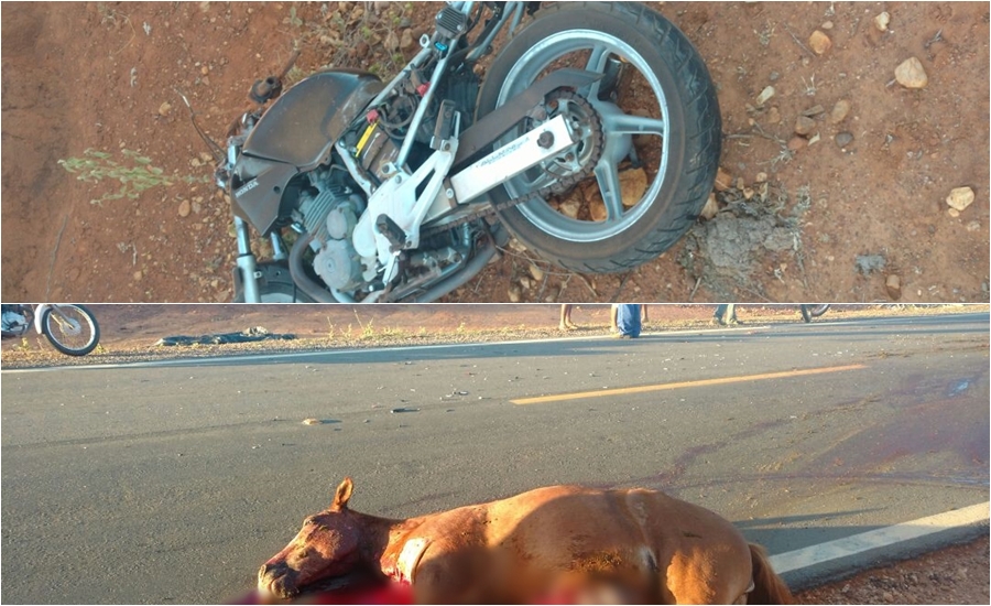 Moto e animal envolvidos no acidente que vitimou o Cabo.