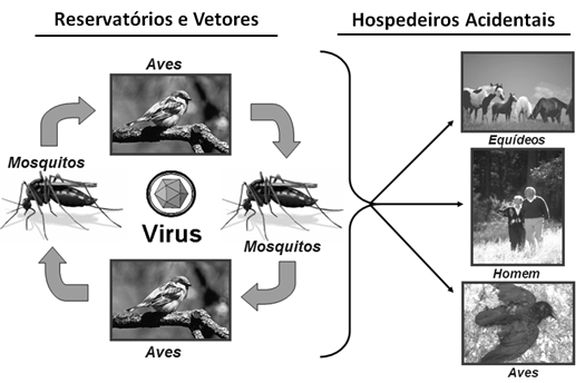 Ciclo de transmissão da Febre do Nilo Ocidental
