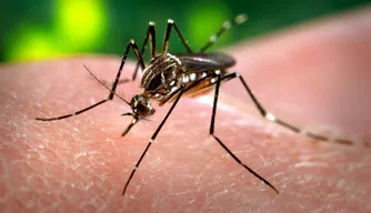 Mosquito