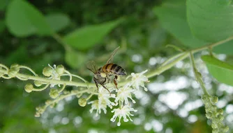 Flora apícola