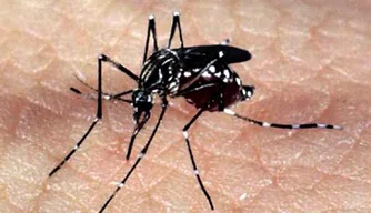 Mosquito transmissor da dengue