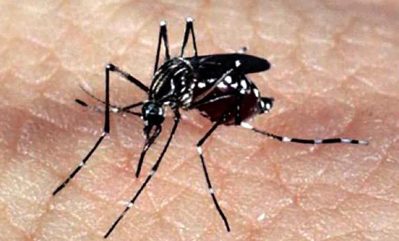 Mosquito transmissor da dengue