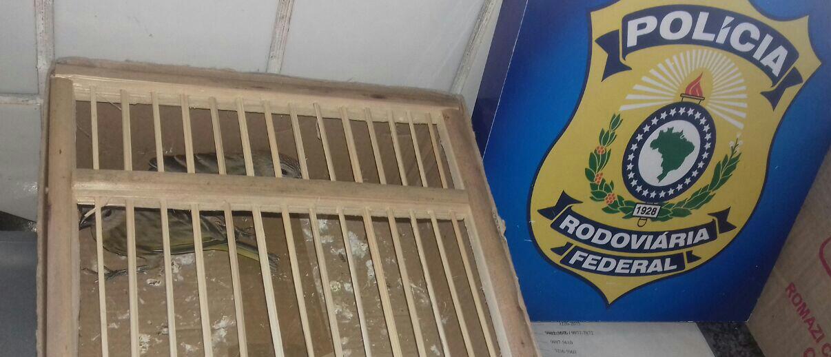Apreensão na BR 343 em Teresina