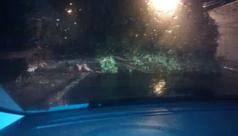 Árvore cai durante chuva na capital
