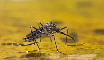Os mosquitos são transmissores da febre amarela.