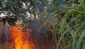 A Força Tática colou fogo nas plantações de maconha.