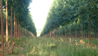Ministério Público investiga danos ambientais causados por plantações de eucaliptos em Jerumenha.