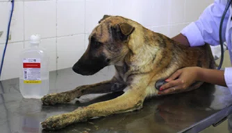Animal, cachorro, Hospital Veterinário Universitário da UFPI, atendimento animal