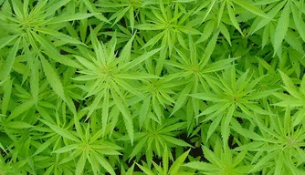 Proposta libera o cultivo da planta em pequenas quantidades para uso medicinal.