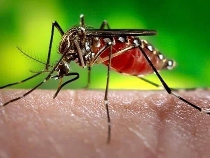 Aedes aegypti, mosquito transmissor da dengue, chikungunya e zika.