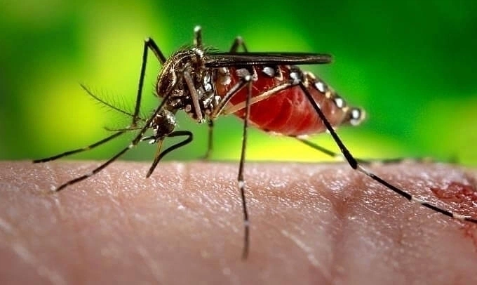 Aedes aegypti, mosquito transmissor da dengue, chikungunya e zika.