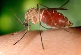 Mosquito que transmite Febre do Nilo