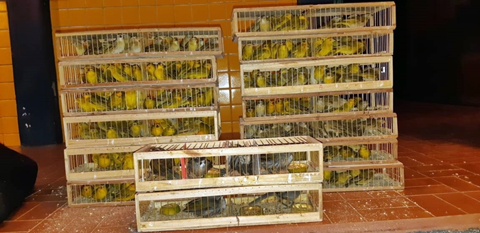 Mais de 200 aves silvestres dentro das gaiolas.