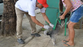 Um total de 120.433 cães e gatos foram imunizados.