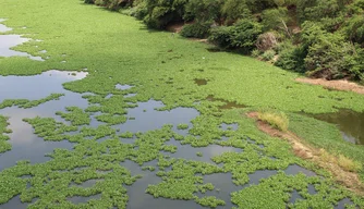 Aguapés no Rio Poti.