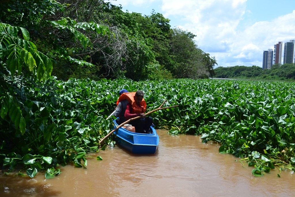 Cerca de 80% dos aguapés foram removidos do leito do rio Poti