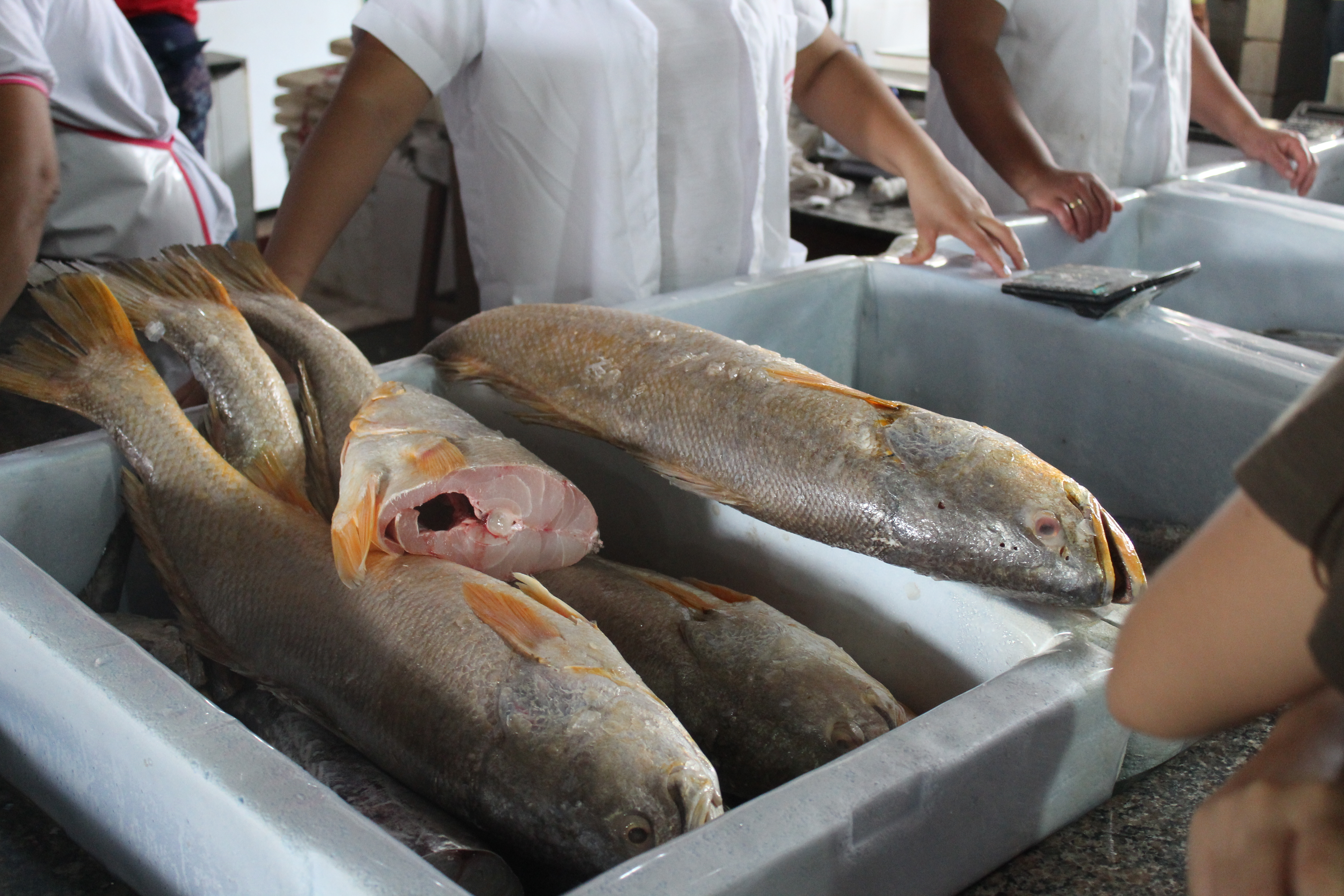 Mercado do Peixe de Teresina