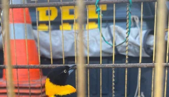 PRF apreende pássaros silvestres em condição de maus-tratos em Parnaíba