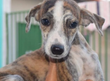 Apipa realiza campanha de doação de cachorros