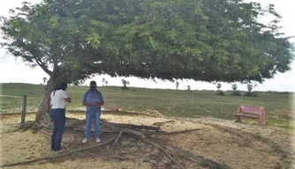 Árvore Penteada tem raízes cortadas por vândalos em Luís Correia