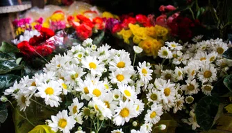 Venda de flores no Shopping natureza