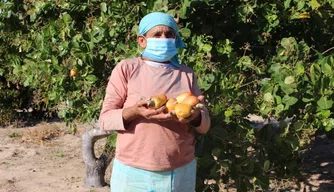Pequenos produtores