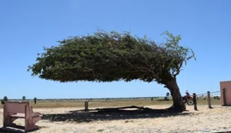 Árvore Penteada em Luís Correia.