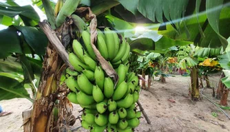 Cacho de banana no assentamento em Colônia do Piauí.