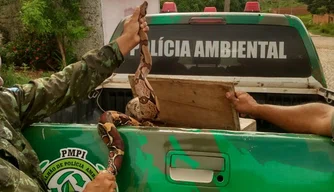 Serpente resgatada pela Polícia Ambiental em Teresina.