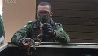 Cobra capturada pela Polícia Ambiental.
