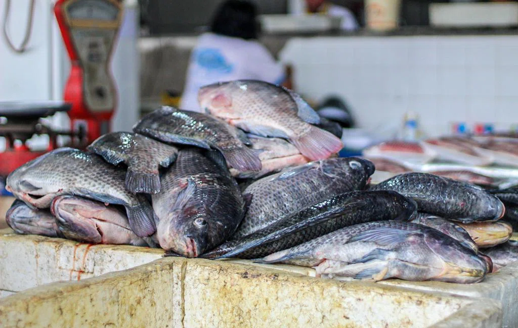 Movimentação no mercado do peixe