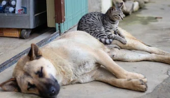 Cachorros e Gatos