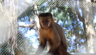 Macaco Chico no Bioparque Zoobotânico de Teresina