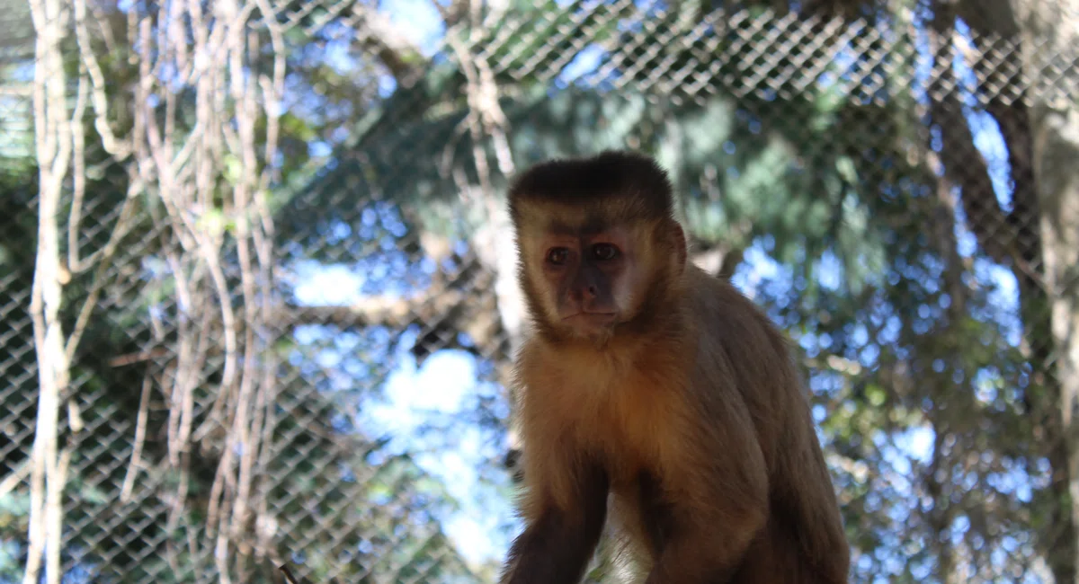 Macaco Chico, no Zoobotânico
