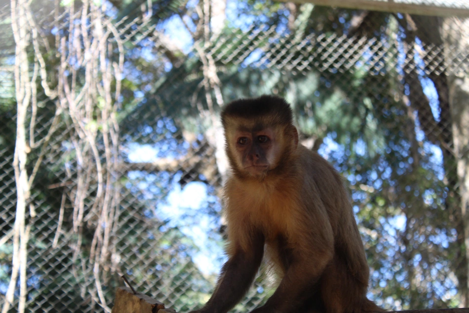Macaco Chico, no Zoobotânico