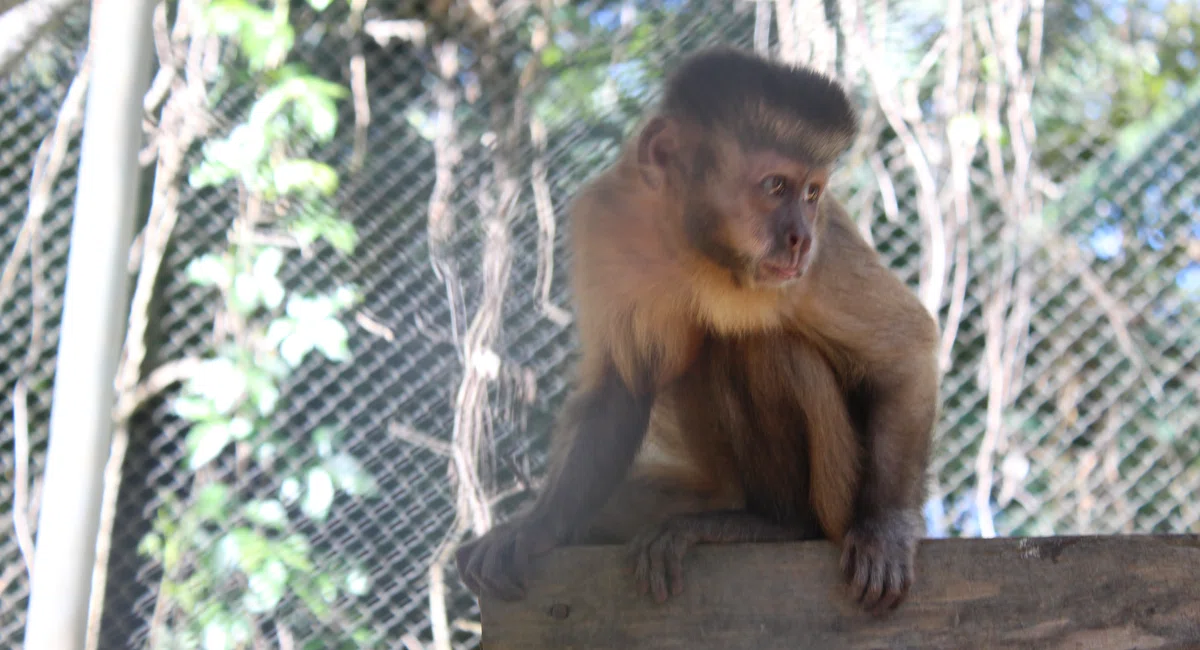 Macaco Chico, no BioParque Zoobotânico em Teresina